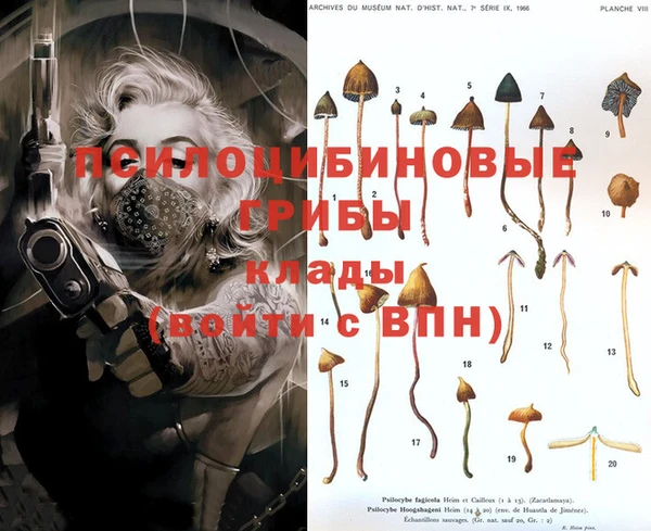 прущие грибы Елизово